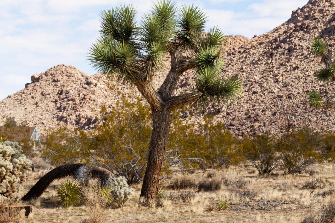 @ Marbella Lane - 10 Acres Oasis Desert Retreat! Joshua Tree Exteriör bild